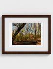 Winter Woodland Framed Art Print