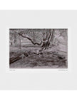 Turner's View Art Print