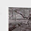 A close-up of a monochrome artwork showing a sketch-like forest scene with tree trunks, branches, and textured foliage in gray, black, and white tones, mounted against a white wall.