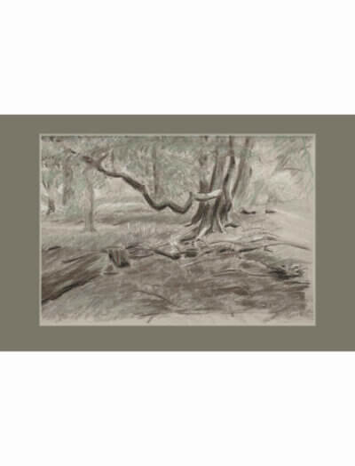 A charcoal, chalk and green pencil drawing of a winter woodland scene.