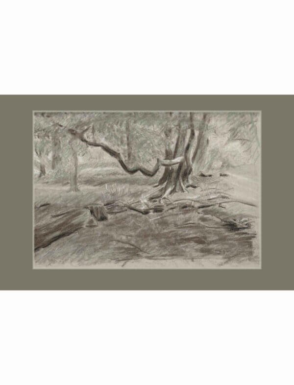 A charcoal, chalk and green pencil drawing of a winter woodland scene.