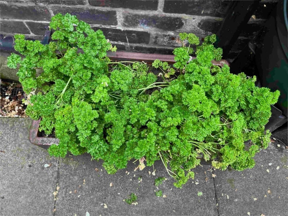 Curled Parsley