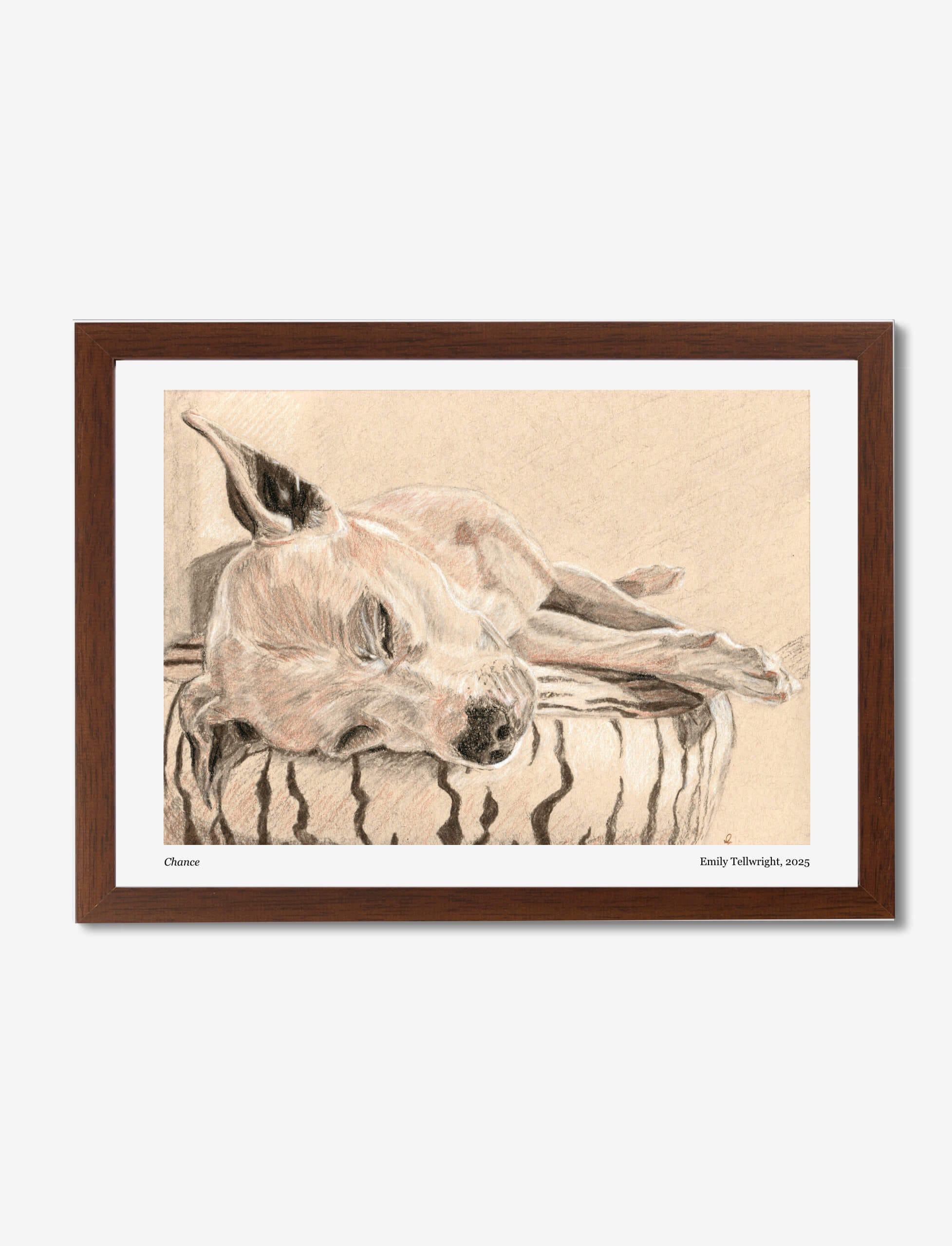 Chance the staffordshire bull terrier framed art print by emily tellwright